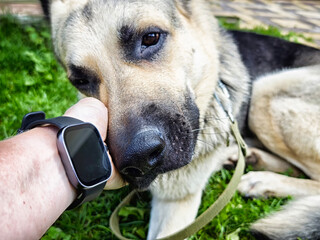 Close-up of a German Shepherd enjoying affection from its owner in a green grassy area