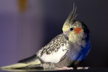 ritratto di un esemplare adulto di calopsite domestica femmina, dalle piume bianche, grigie e gialle, vista di lato, ferma sulla superficie di un mobile 
