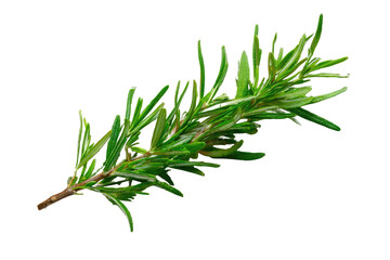Fototapeta premium Fresh rosemary sprig, vibrant green, close-up