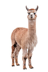 Naklejka premium llama portrait, isolated on white background.