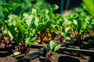 Green beet leaves with red stems. Beets in the garden. Young beets in the spring.