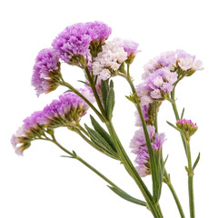 Fototapeta premium Statice flower isolated on transparent background 