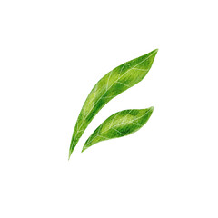 Watercolor Green Leaves: Delicate Veins, Isolated Botanical Illustration.