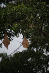 A colony of Baya Weaver and Streaked Weavers on the branches of trees, a Baya Weaver is building elegant nests,  Palm tree with group of baya weaver bird nests hanging.