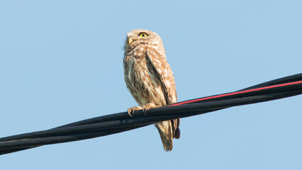 bird of prey