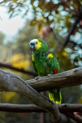 Green Parrot Perched on Tree Branch in Tropical Forest