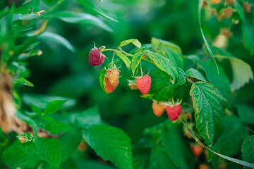 Raspberries on a branch in the garden. Juicy ripe raspberries on the branches. Pink berry. Summer harvest.