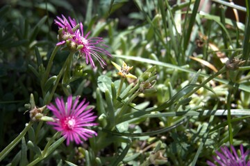Delosperma Cooperi flower in the garden
