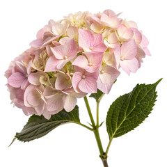  Hydrangea flower  isolated on transparent background  
