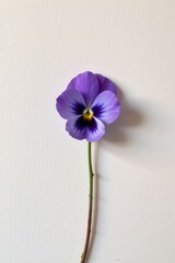 Obraz premium Purple pansy flower with detailed petals and green stem against a white textured background