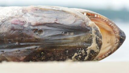 A dead pike washed up on the shore lies on a sandy beach. Flies are crawling over it. Summer day.