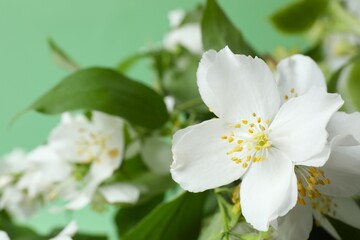 Aromatic white jasmine flowers, closeup