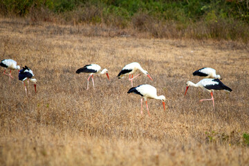 Storks (Ciconia ciconia) are searching for food among the dried grass. A flock of storks resting in...