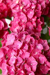 Close up of flowers of pink hydrangea