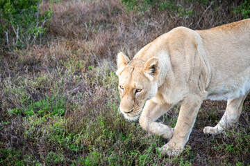 Safari encounter with African lioness in Eastern Cape wildlife reserve
