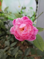 Vibrant Pink Rose