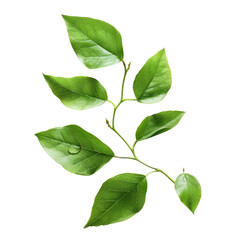 Fototapeta premium Close-up of a vibrant green leafy branch (3)