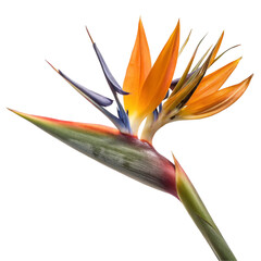 Bird of Paradise flower isolated on transparent background  
