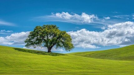 Obraz premium Solitary Tree on Rolling Green Hills Under a Sunny Blue Sky with Puffy White Clouds