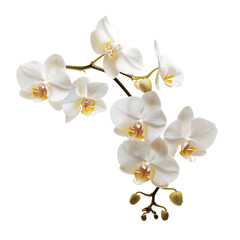 Obraz premium Close-up of a branch of white orchids. Delicate blossoms with subtle hints of pale yellow. Isolated on black background