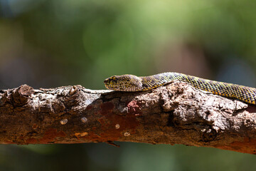 A vibrant Green snake with detailed scales rests on a brown tree branch in a macro closeup of nature's wildlife