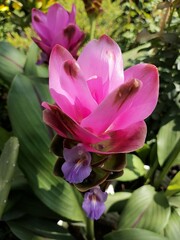 Pink Turmeric Flower (Curcuma longa) - Detailed and Colorful