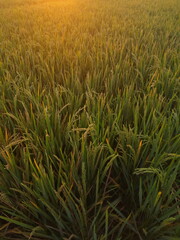 close up photo of rice paddy
