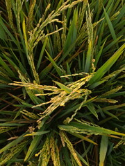 Obraz premium close up photo of rice paddy