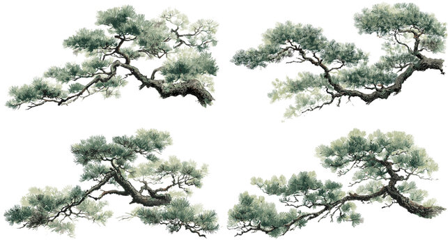 Elegant watercolor pine tree branches illustration, perfect for Japanese or Asian-inspired designs, nature-themed decor, and traditional landscape art projects.