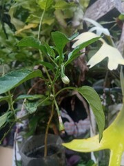 Obraz premium Close-up of a large green chili plant tip with fresh flower buds, marking the beginning of the blooming stage in a vegetable garden.