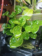 Close-up of fresh Brazilian spinach leaves wet with water droplets after watering, highlighting vibrant green foliage and garden freshness.