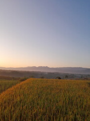 rice paddy field in the morning