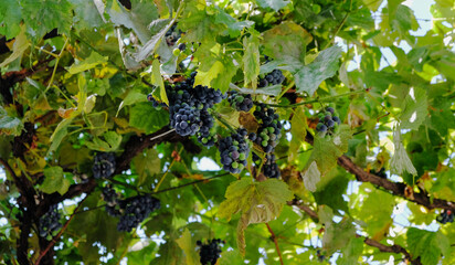 Black grape buches on vineyard on sunnyy day
