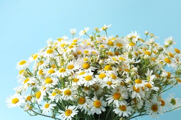 Close-up of beautiful chamomile flowers on blue background
