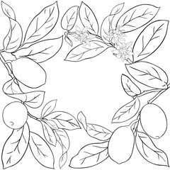 Cupuacu Branch with Flowers, Fruits and Leaves Outline Frame. Organic natural nutritional healthy food ingredient, vegetarian diet product. Vector isolated for design or decoration.