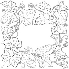Cucumber Plant with Flowers, Fruits and Leaves Outline Frame. Organic natural nutritional healthy food ingredient, vegetarian diet product. Vector isolated for design or decoration.