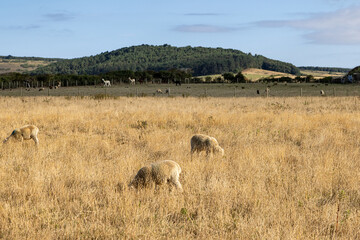 Sheep and alpacas on farmland  in rural Isle of Wight, on a sunny summer's day