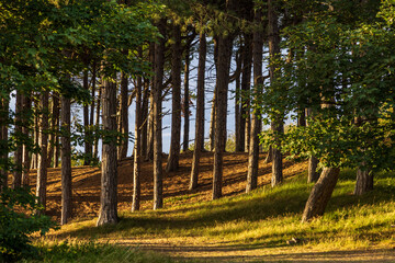 Pine woodland on the Merseyside coast, on a summer's evening