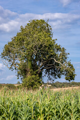 A field of corn crops with a tree behind, in rural Isle of Wight countryside