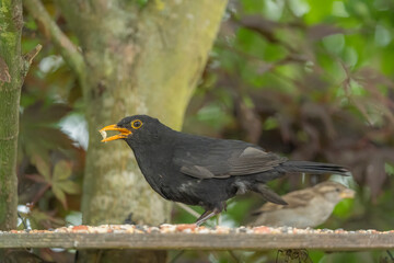 Blackbird on a feeding board in a Danish villa garden 2025