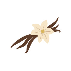 Vanilla flower with dried vanilla sticks vector illustration 