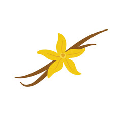 Vanilla flower with dried vanilla sticks vector illustration 