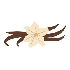 Vanilla flower with dried vanilla sticks vector illustration 