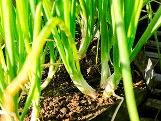 Close-up of Fresh Green Onions Growing in Rich Brown Soil, Sunlight