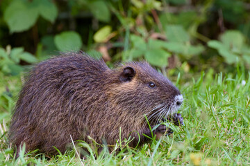 cute nutria is captured close-up in the green grass	