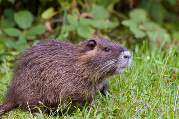 cute nutria is captured close-up in the green grass	
