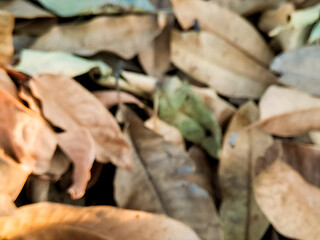 Abstract Autumn Leaf Pile Soft Focus Image