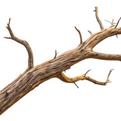 Gnarled dead tree branch isolated on transparent background