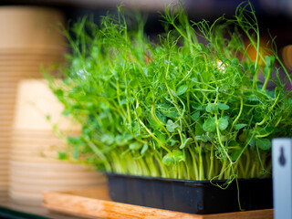 Fresh green pea sprouts in a black tray at a sushi restaurant in Copenhagen, Denmark, with stacked...
