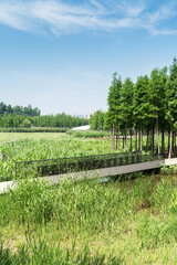 Fototapeta premium spring park and modern city